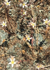 Dudleya blochmaniae blochmaniae