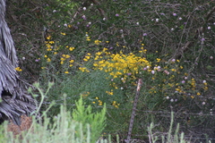 Senecio linearifolius linearifolius