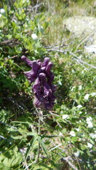 Aconitum leucostomum