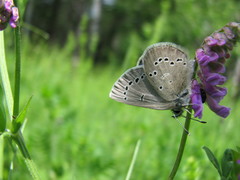 Glaucopsyche lygdamus image
