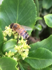 Apis mellifera