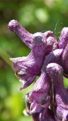Aconitum leucostomum