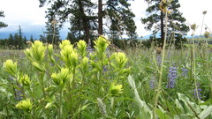 Castilleja lutescens