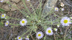 Erigeron pumilus
