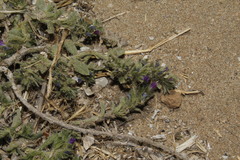 Echium arenarium