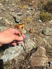 Calochortus clavatus