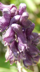 Aconitum leucostomum