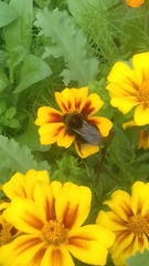 Bombus