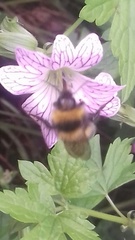 Bombus