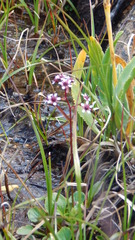 Micranthes melaleuca