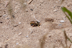 Bicyrtes capnopterus