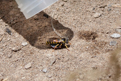 Bicyrtes capnopterus