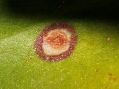 Uromyces limonii