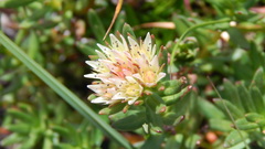 Rhodiola algida