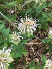 Monarda stipitatoglandulosa