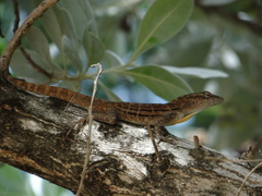 Anolis lineatus