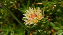 Rhodiola algida