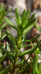 Rhodiola algida