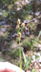 Luzula