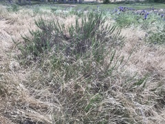 Hazardia squarrosa grindelioides