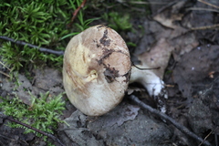 Suillus placidus