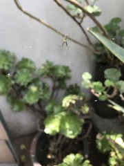 Leucauge argyrobapta