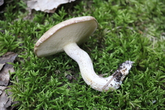 Suillus placidus