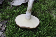 Suillus placidus