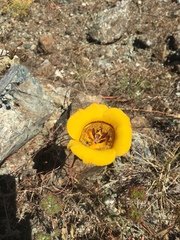 Calochortus clavatus