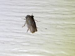 Paramesus major