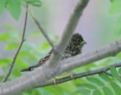 Emberiza rustica