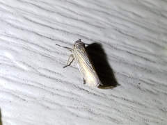 Paramesus major