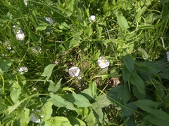 Convolvulus arvensis
