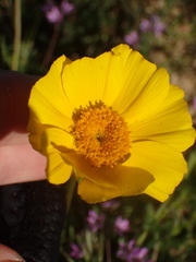 Leptosyne calliopsidea