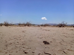 Nostoc flagelliforme