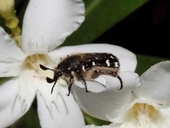 Heterocnemis graeca