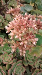 Aeonium haworthii