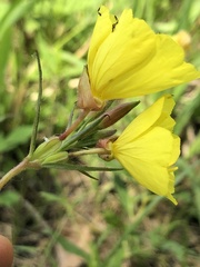 Oenothera pilosella