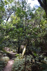 Laurus novocanariensis