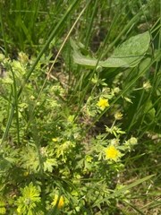 Potentilla argentea