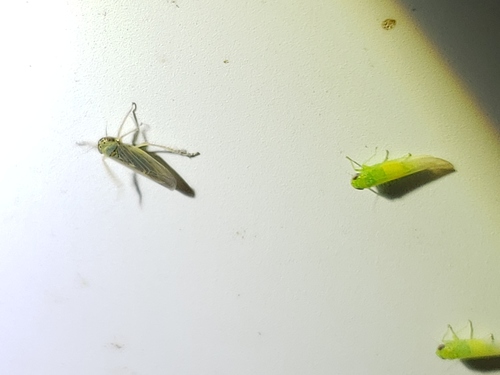 Aster Leafhopper photo 3