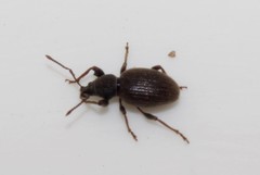 Otiorhynchus formicarius