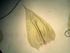 Brachythecium laetum