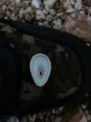 Fissurella microtrema