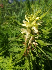 Pedicularis foliosa