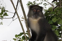 Cercopithecus mitis labiatus