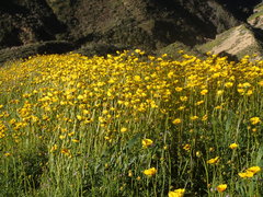 Leptosyne calliopsidea