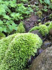 Brachythecium laetum