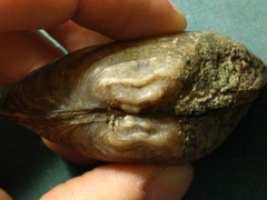 Alasmidonta marginata