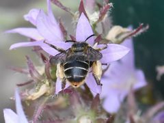 Melitta haemorrhoidalis